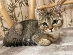 -楼上猫咖(罗湖店)
