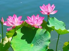 -莲花池公园