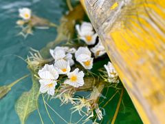 -泸沽湖国家级风景名胜区走婚桥