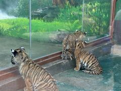 -栾川竹海野生动物园