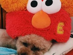 -申普宠物医院·眼科·心内科·影像科(普陀分院)