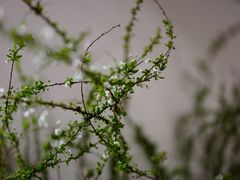 -双季花艺园艺市场(浦东店)