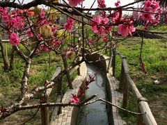 -南汇水蜜桃采摘(大团店)