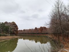 -上海海湾国家森林公园