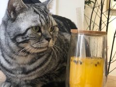 -遇见羊驼·奶狗咖·布偶猫咖·法斗柯基柴犬阿拉斯加(春熙路太古里IFS店)