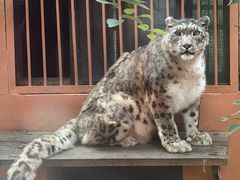 -青藏高原野生动物园