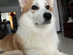 -美联众合动物医院·24h转诊中心
