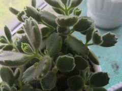 -秦美花卉(天朗·莱茵小城2期店)