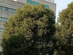 -温江公园