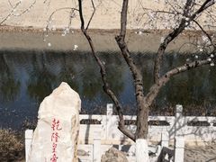-桃花堤公园
