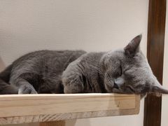 -逗柴咖啡屋·狗咖猫咖宠物桌游