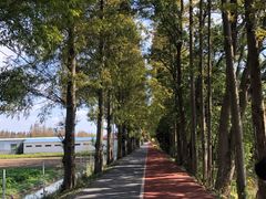 -上海长兴岛郊野公园