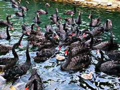 -长白岛森林公园