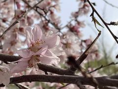 -桃花堤公园