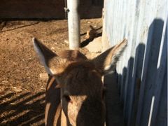 -意大利农场度假村