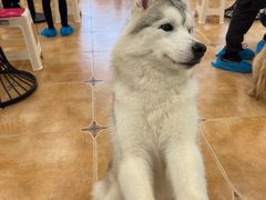 -Let's go狗咖·猫咖·奶狗·桌游(春熙路IFS店)
