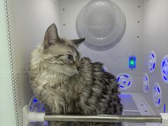 -爱洗澡的猫(天河路店)