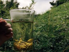 -帐篷客·溪龙茶谷度假酒店