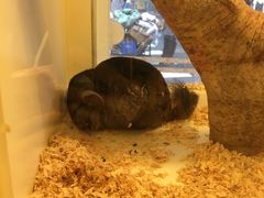 -龙猫仔乐园(惠福东路店)