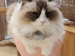 -藏猫猫咖啡主题馆(中央大道店)