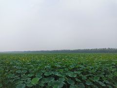 -西青郊野公园