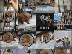 -喜多萌中农锦绣动物医院24H·猫科·牙科MRI·CT