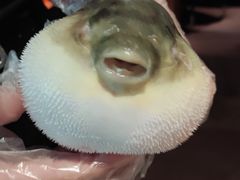 -肆月河豚·淮扬菜·湘菜(华天店)
