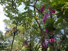 -深圳仙湖植物园