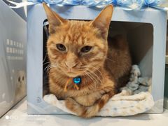 -芭比堂动物医院·犬猫全科·异宠专科(雁塔分院)