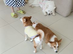 -怪兽屋·羊驼·猫咖·狗咖(俊华广场店)