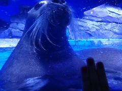 -上海海昌海洋公园-停车场