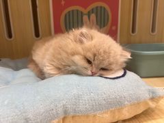 -momokira米努特·德文卷毛猫·棉花面纱犬