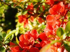 -海棠花溪(元大都城垣遗址公园)