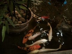-松子料理(亮马桥店)