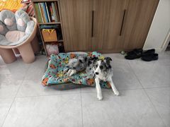 -翊宠yipet猫狗购宠庄园犬舍•猫舍