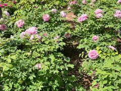 -洛阳市隋唐城遗址植物园