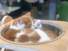 -飞行喵MR PILOT|猫舍·猫咖(静安大融城店)