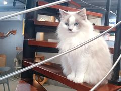 -豆逗聊愈猫阁Easy Life