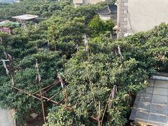 -东山风景区(洞庭东山)