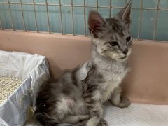 -嘉馨宠物医院·CT影像转诊·心脏科·犬猫全科诊疗中心(下沙大学城院区)