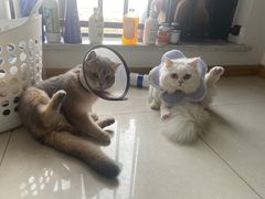 -灵美宠物诊所