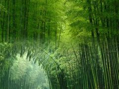 -蜀南竹海景区