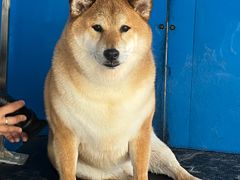 -趣多多宠物公园·宠物训犬学校·宠物寄养