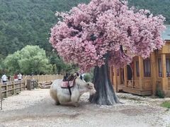 -玉龙雪山蓝月谷