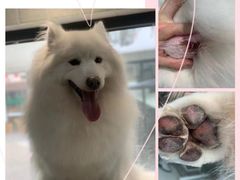 -申普宠物医院·眼科·心内科·影像科(普陀分院)