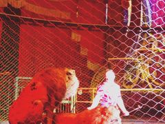 -珠海横琴长隆《卡卡虎奇遇记》