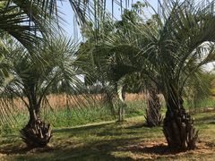 -五里桥文化公园-西侧停车场