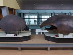 -墨尔本博物馆(Melbourne Museum)