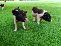 -萌宠亲子动物乐园(槐房万达店)