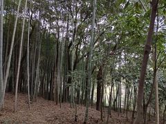 -上海佘山国家森林公园天马山园